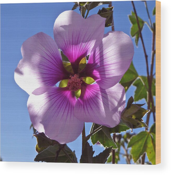 Althea Wood Print featuring the photograph Althea Flower by K L Kingston