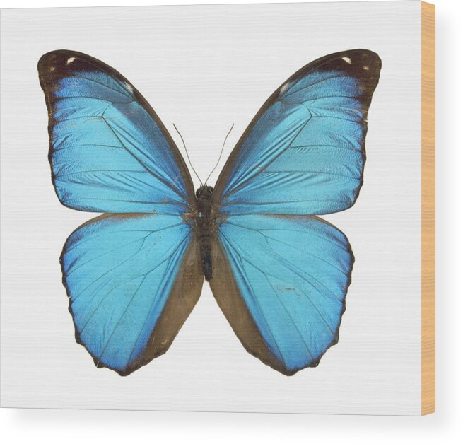 Amazon Wood Print featuring the photograph Amazonian butterfly by Science Photo Library