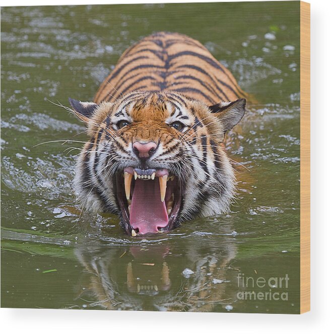 Animal Wood Print featuring the photograph Angry Tiger by Louise Heusinkveld