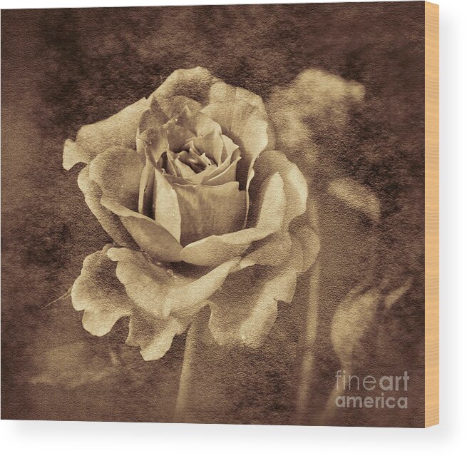 Antique Wood Print featuring the photograph Antique Rose by Shirley Mangini