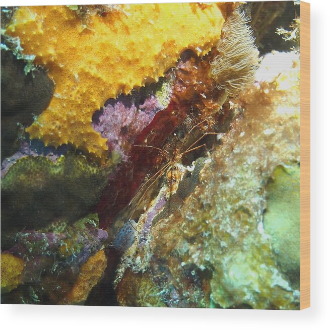 Nature Wood Print featuring the photograph Arrow Crab in a Rainbow of Coral by Amy McDaniel