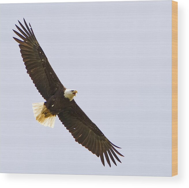 Bald Eagle Wood Print featuring the photograph Bald Eagle in Flight by John Vose