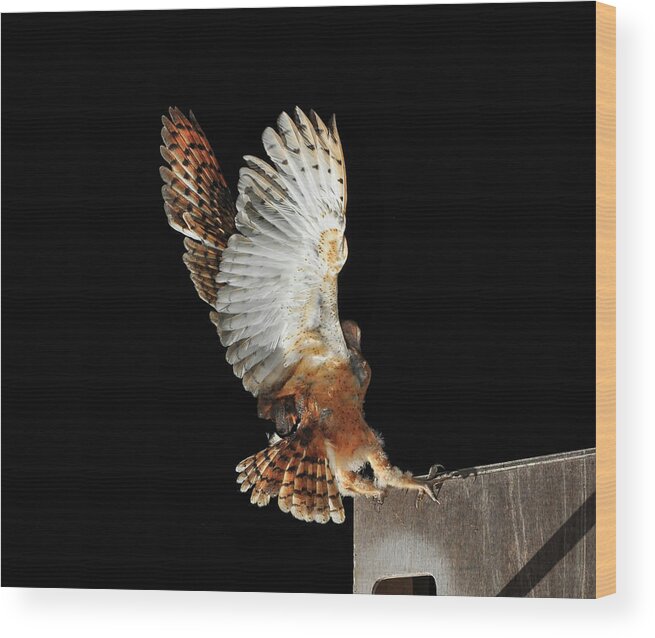 Animal Themes Wood Print featuring the photograph Barn Owl by Bill Gracey