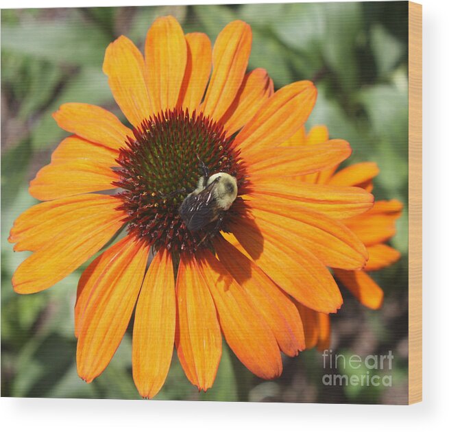 Bee On Flower Wood Print featuring the photograph Bee on Flower by John Telfer