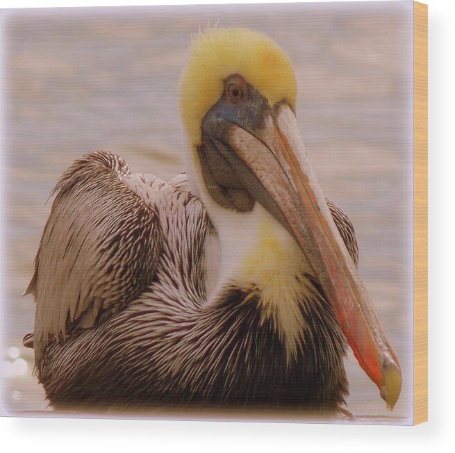 Pelican Wood Print featuring the photograph Big Boy Pelican by Sheri McLeroy