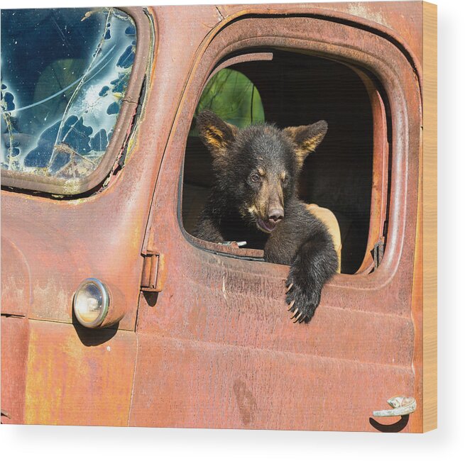 American Black Bear Wood Print featuring the photograph Black Bear Cub Playing in Old Truck by KenCanning