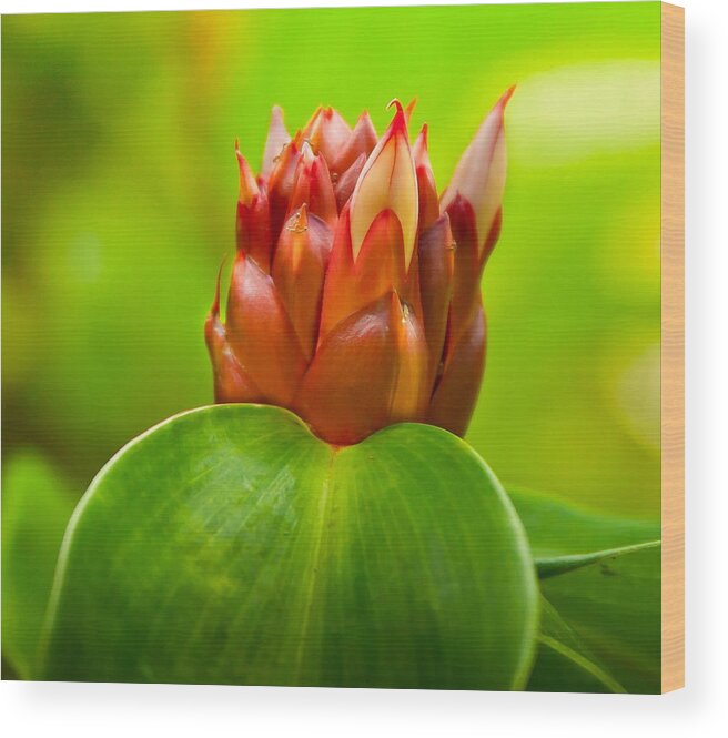 Flower Wood Print featuring the photograph Blooming in the Spring by Craig Watanabe