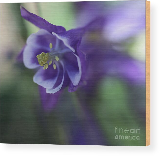 Images Of Blue Columbine Wood Print featuring the photograph Burst of Nature by Mary Lou Chmura