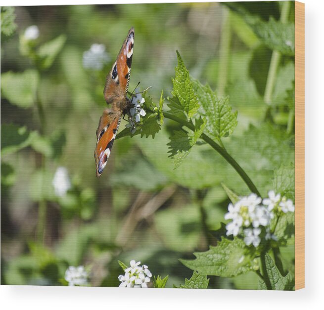 Butterfly Wood Print featuring the photograph Butterfly by Spikey Mouse Photography