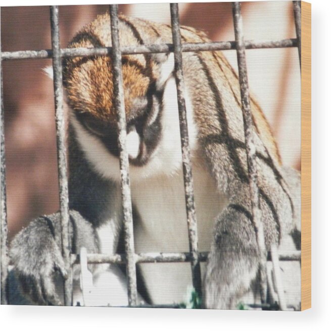 Caged Monkey With His Head Bent Down In Prayer ...holding On To The Bars Wood Print featuring the photograph Caged but Strong by Belinda Lee