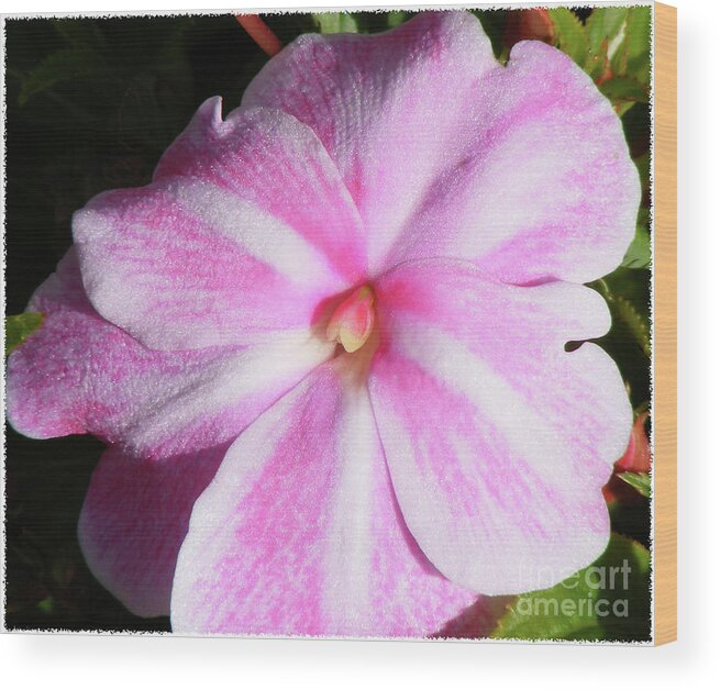 Candy Cane Petals Wood Print featuring the photograph Candy Cane Impatiens by Barbara A Griffin