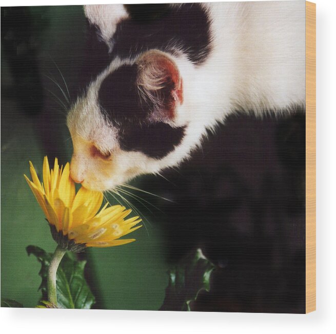 Photograph Wood Print featuring the photograph Cat Smelling Flower by Larah McElroy