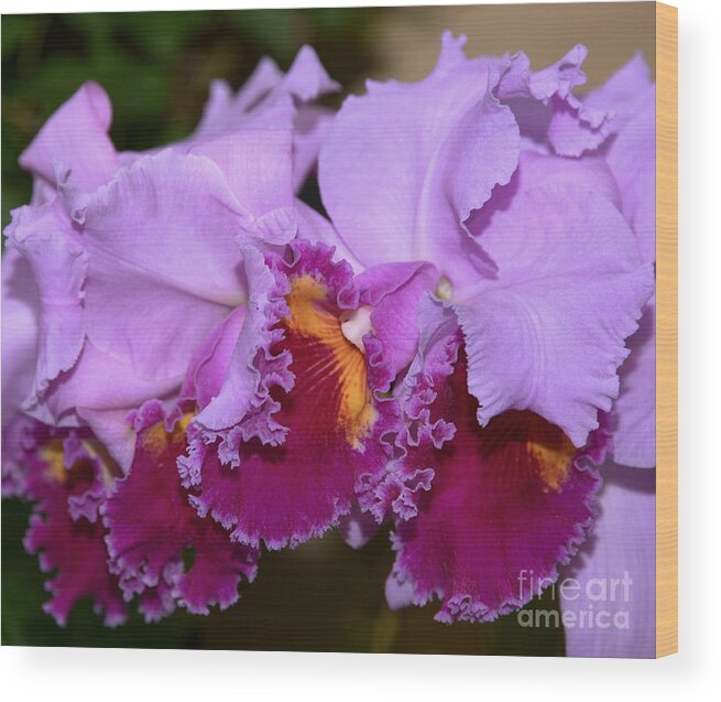 Orchid Wood Print featuring the photograph Cattleya Lavender Valentine by Terri Winkler