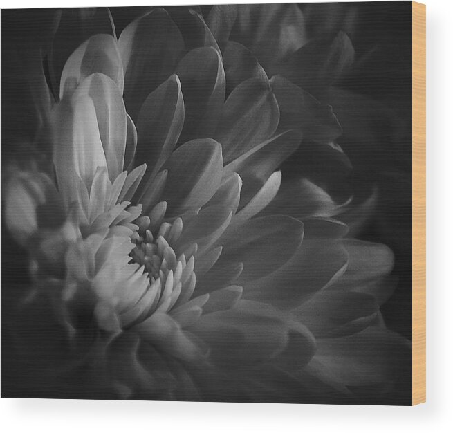 Chrysanthemum Wood Print featuring the photograph Chrysanthemum - 4 by Susan McMenamin