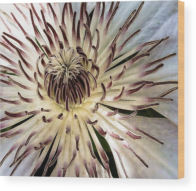 Flower Wood Print featuring the photograph Clemantis by Ches Black