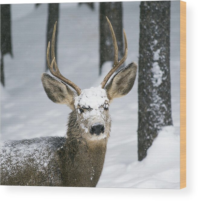 Wildlife Wood Print featuring the photograph Close up of Winter Buck by Matt Swinden