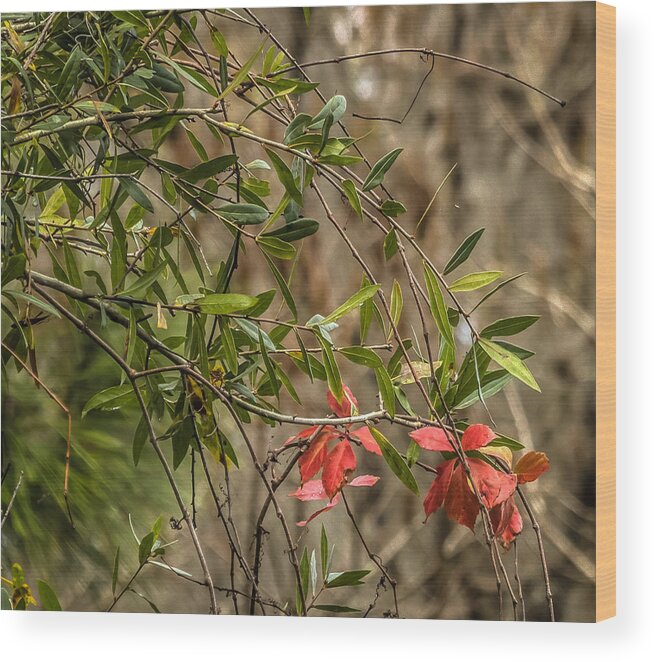 Florida Wood Print featuring the photograph Colorful leaves by Jane Luxton