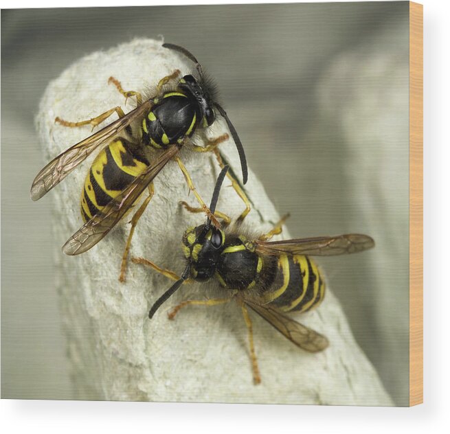Insect Wood Print featuring the photograph Common Wasps by Nigel Downer