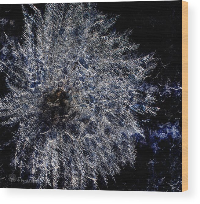 Wildflower Wood Print featuring the photograph Cosmic Dryas by Fred Denner