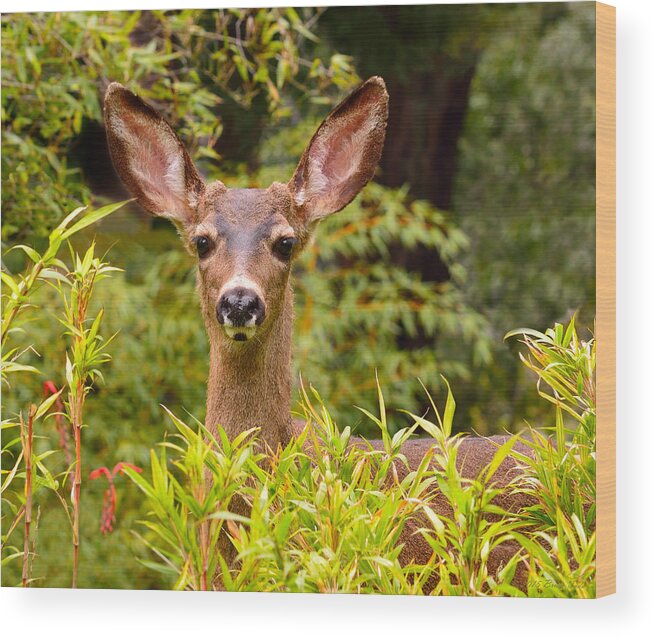 Deer Wood Print featuring the photograph Curiosity by Brian Tada