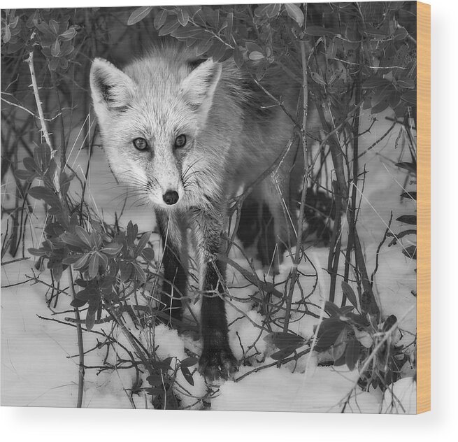 Red Fox Wood Print featuring the photograph Curious Red Fox BW by Susan Candelario