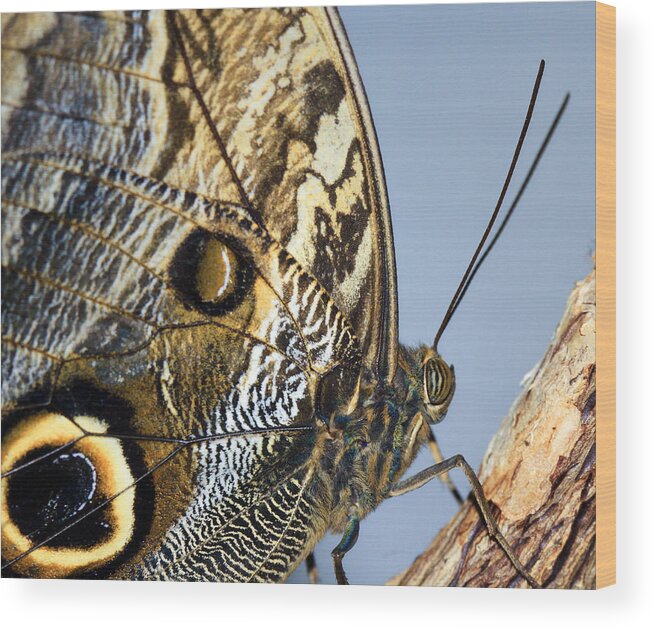 Owl Butterfly Wood Print featuring the photograph Curve of a Butterfly by Sonya Lang