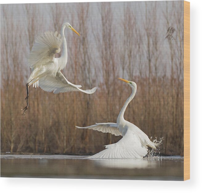 Egret Wood Print featuring the photograph Double Dance - 2 by Cheng Chang