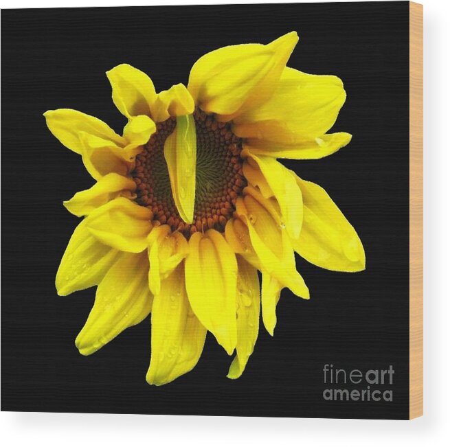 Sunflowers Wood Print featuring the photograph DrOOPS Sunflower with Oil Painting Effect by Rose Santuci-Sofranko