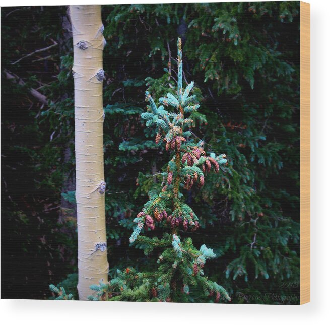 Flagstaff Wood Print featuring the photograph Englemann Spruce and Aspen by Aaron Burrows