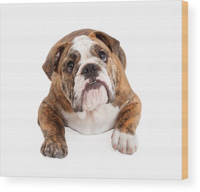 Dog Wood Print featuring the photograph English Bulldog Laying Looking Up by Good Focused