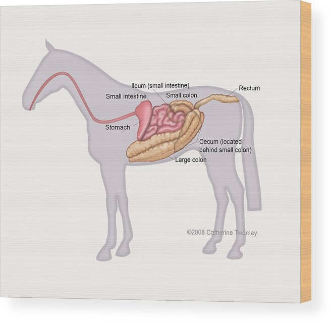 Horse Wood Print featuring the painting Equine Digestive Tract by Catherine Twomey