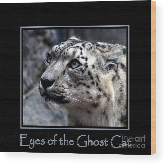Snow Leopard Wood Print featuring the photograph Eyes of the Ghost Cat by Nick Gustafson