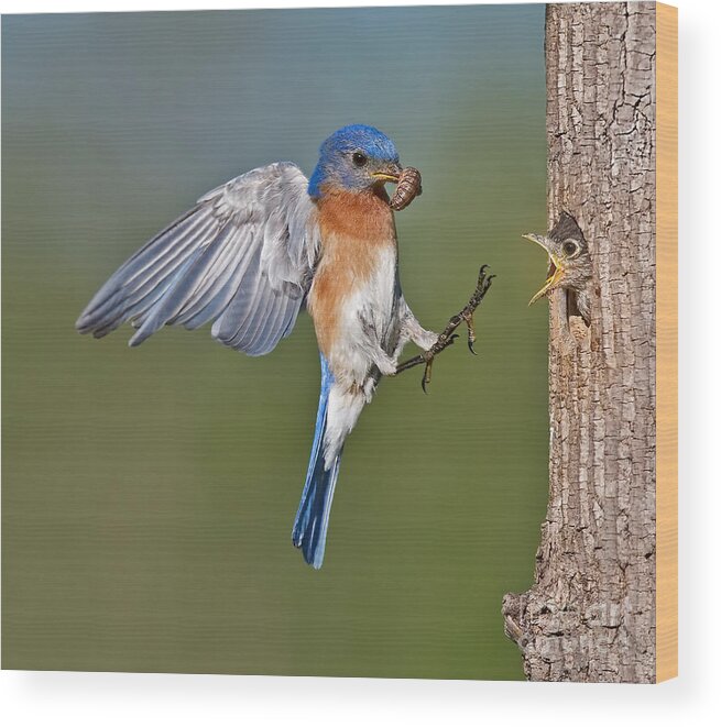 Eastern Bluebird Wood Print featuring the photograph Feed me Daddy by Susan Candelario