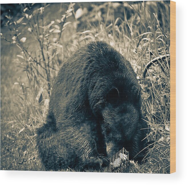 Backyard Wood Print featuring the photograph Finding a Way to Get the Suet by Ronda Broatch