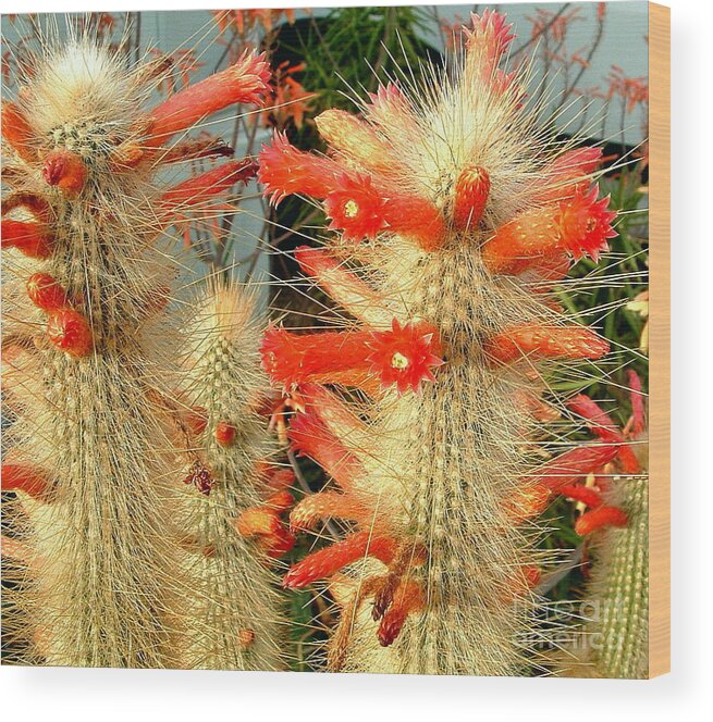 Scarlet Bugler Wood Print featuring the photograph Firecracker Cactus by Marilyn Smith