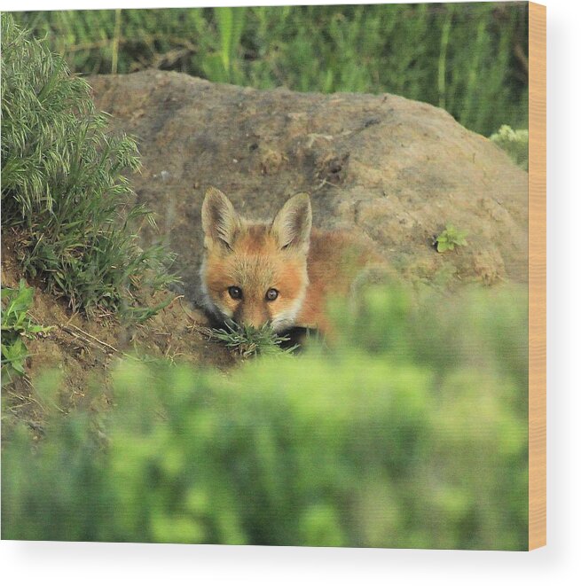 Fox Wood Print featuring the photograph Fox Kit V by Roxie Crouch