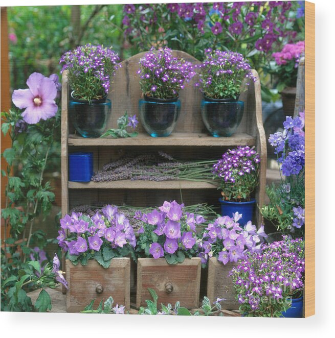 Plant Wood Print featuring the photograph Garden Still-life With Purple Flowers by Hans Reinhard