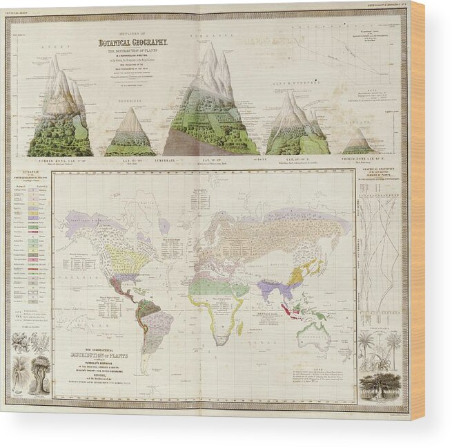 Botanical Geography Wood Print featuring the photograph Global Botanical Geography by Library Of Congress, Geography And Map Division