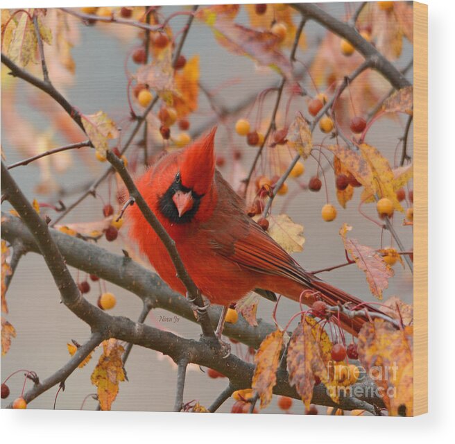 Red Northern Male Cardinals Wood Print featuring the photograph Glorious by Nava Thompson