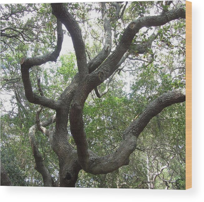 Tree Wood Print featuring the photograph Gnarled Tree by Cathy Lindsey