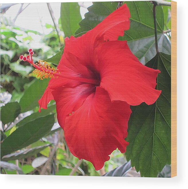 Hibiscus Wood Print featuring the photograph Hibiscus Red by MTBobbins Photography