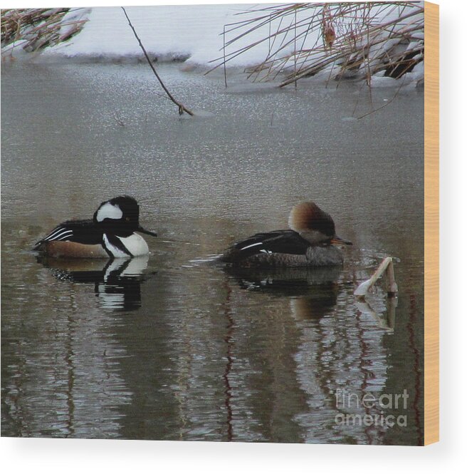 Male And Female Hooded Merganser Mates Chesapeake Bay Water Foul North American Birds Rare Waterfoul Rare Birds Rare Ducks Aquatic Birds Wildlife Refuge Endangered Species Black And White Ducks Crested Ducks Hooded Ducks Water Birds Diving Ducks Diving Birds Chesapeake Biodiversity Winter Birds Cheapest Image License Affordable Image License Budget Image License Lowest Image License Price Cheap Image Licensing Nature Image License Cheap Nature Prints Wood Print featuring the photograph Hooded Merganser Mates by Joshua Bales