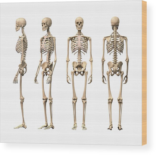 White Background Wood Print featuring the digital art Human Skeleton, Artwork by Leonello Calvetti