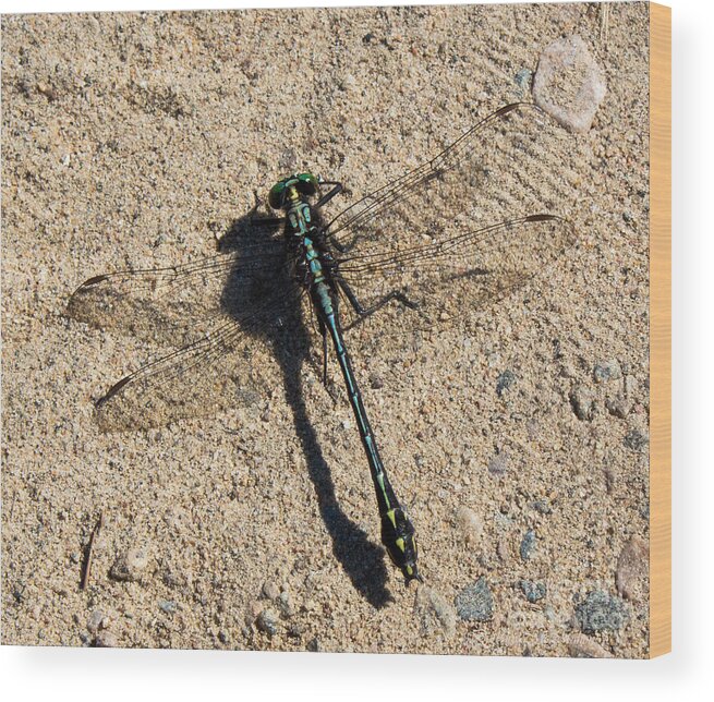Dragonfly Wood Print featuring the photograph I Can See Through Your Wings by Barbara McMahon