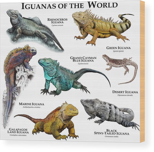 Art Wood Print featuring the photograph Iguanas Of The World by Roger Hall