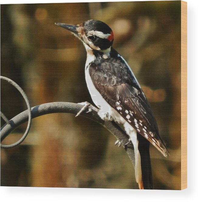 Woodpecker Wood Print featuring the photograph Impressive Visit by VLee Watson