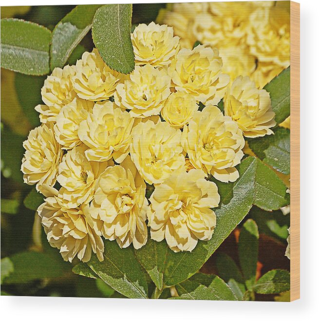 Yellow Flowers Wood Print featuring the photograph Lady Banks Roses by Linda Brown