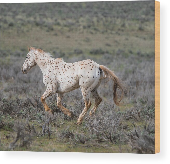 Horse Wood Print featuring the photograph Leopard Appaloosa Horse by Michael Lustbader