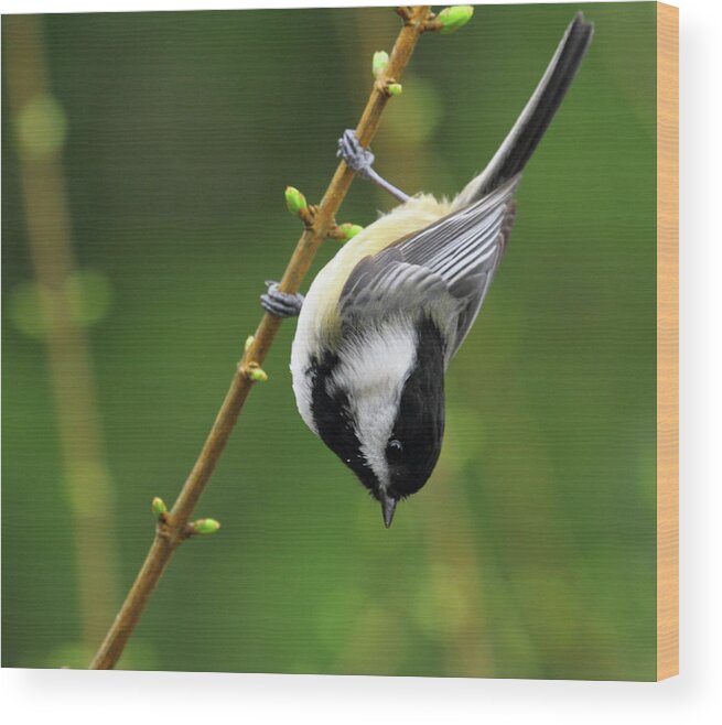 Songbird Wood Print featuring the photograph Little Acrobat by Mark K. Daly