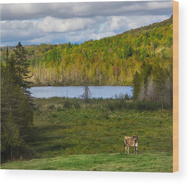 Cow Wood Print featuring the photograph Lonesome cow by Vance Bell